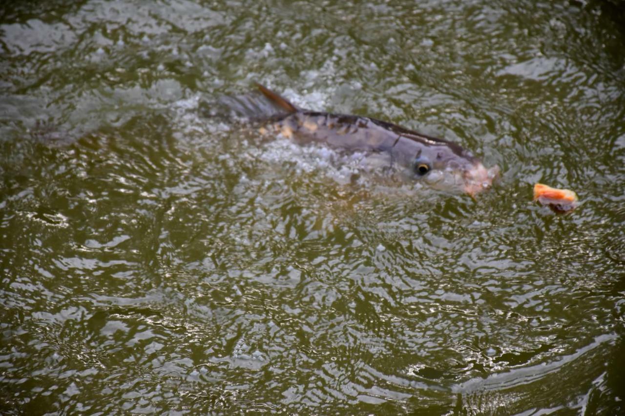 La Mare Aux Canards Cordieux Buitenkant foto