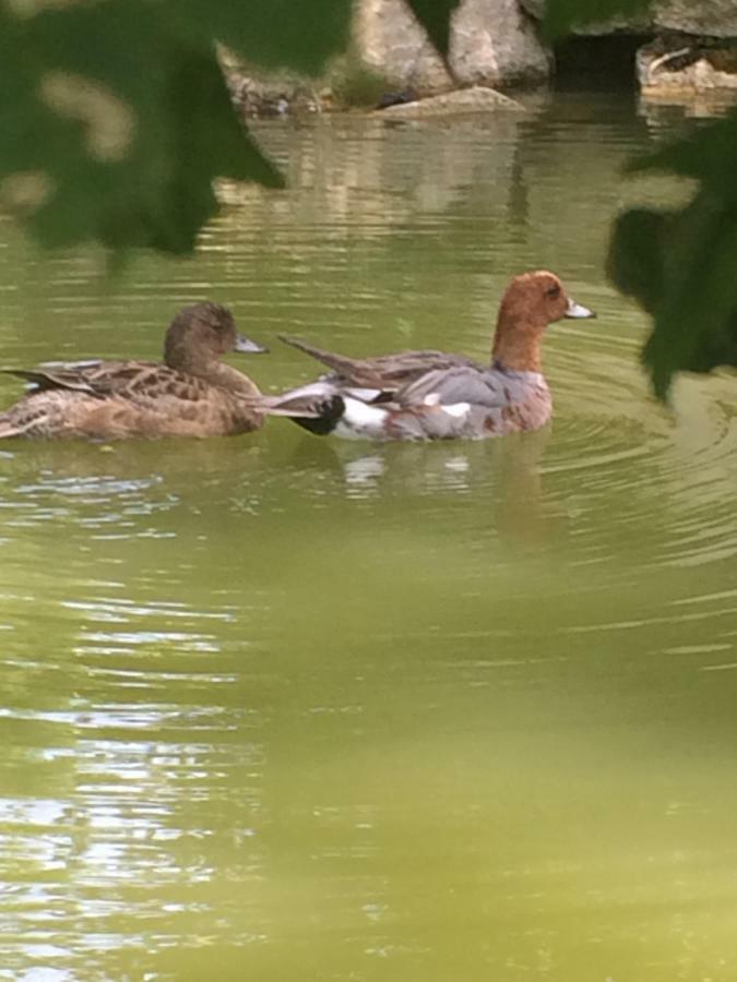 La Mare Aux Canards Cordieux Buitenkant foto
